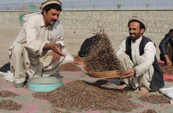 阿富汗农户在筛选松子（资料图片）