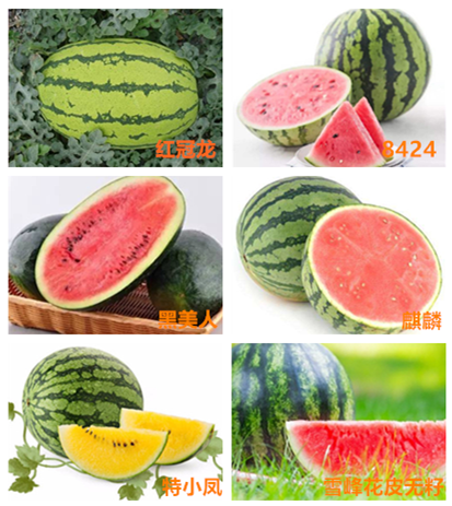 部分西瓜品种。图片来源：中国农业网