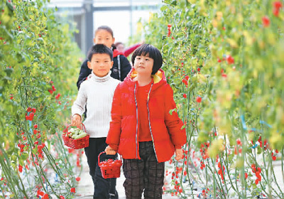 1月3日，浙江省湖州市德清县洛舍镇鱼菜共生植物梦工厂，游客正在采摘新鲜的小番茄。 　　王 正摄（人民视觉）