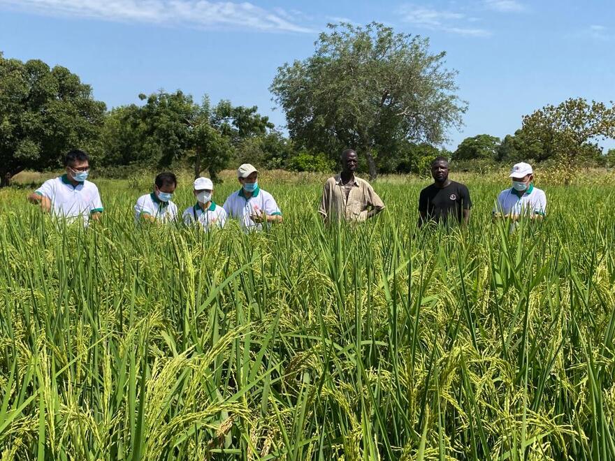 　　這是2021年7月13日，中國專家組成員在布基納法索中西大區水稻示范區查看苗情。新華社發（中國農業組供圖）