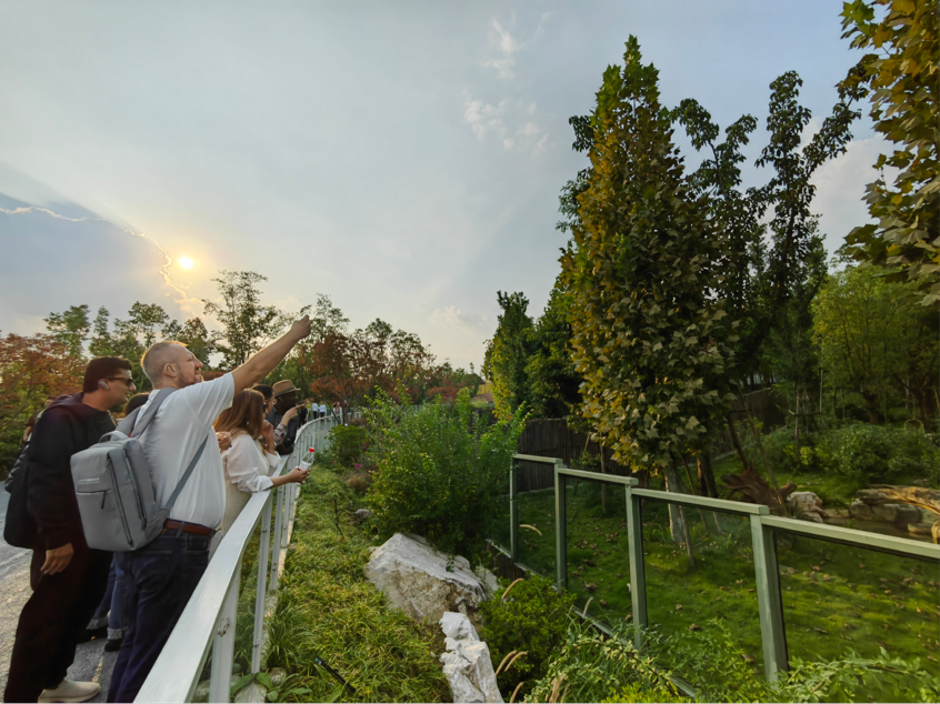 “丝路奖”获奖嘉宾在参观成都大熊猫繁育研究基地。记者 王影迪 摄